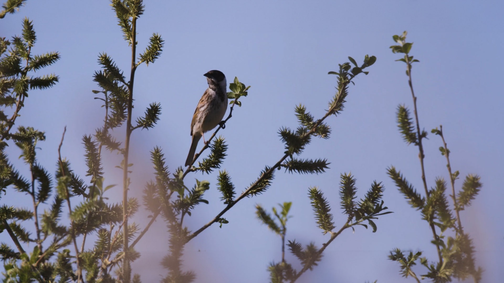 This image shows a bird on a tree branch.jpg